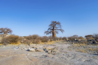 African baobab or baobab tree (Adansonia digitata), Kubu Island (Lekubu), Sowa Pan, Makgadikgadi