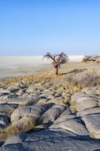 African baobab or baobab tree (Adansonia digitata), overlooking the salt pan, Kubu Island (Lekubu),