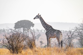 Cape giraffe (Giraffa giraffa giraffa) in the savannah, Kruger National Park, South Africa