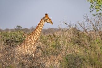 Cape giraffe (Giraffa giraffa giraffa) in the savannah in the evening light, Kruger National Park,