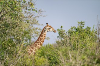 Cape giraffe (Giraffa giraffa giraffa) behind bushes, Kruger National Park, South Africa