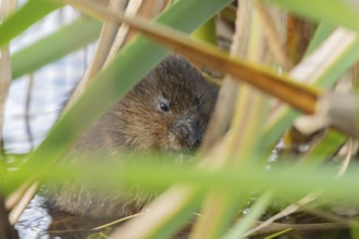 Water vole (Arvicola amphibius) adult rodent animal feeding amongst reeds in a pond in summer,