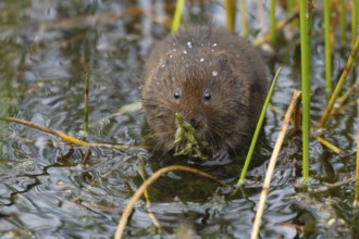 Water vole (Arvicola amphibius) adult rodent animal feeding on pond weed in a reedbed in summer,
