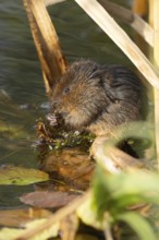 Water vole (Arvicola amphibius) adult rodent animal feeding on pond weed in a reedbed in summer,