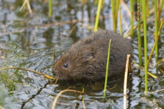 Water vole (Arvicola amphibius) adult rodent animal amongst reeds in a pond in summer, Suffolk,