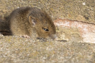 Brown rat (Rattus norvegicus) juvenile baby rodent animal emerging from a hole in an urban
