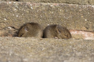 Brown rat (Rattus norvegicus) two juvenile baby rodent animals sleeping by a hole in an urban