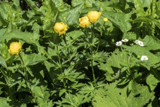 European Trollflower (Trollius europaeus), Oberstdorf, Oberallgäu, Allgäu, Bavaria, Germany