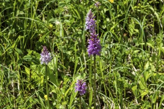Moorland spotted orchid (Dactylorhiza maculata), also known as spotted fingerwort, Oberstdorf,
