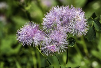 Greater meadow-rue (Thalictrum aquilegiifolium), also known as Amstel's rue, Oberstdorf,