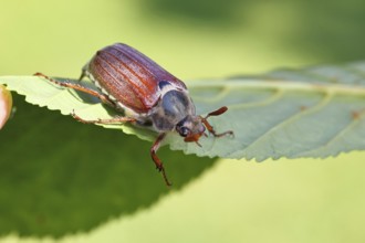 May beetle, wood cockchafer (Melolontha hippocastani), male, on leaf of a horse chestnut (Aesculus