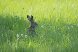 A hare (Lepus europaeus) sitting in the grass, animal photo, nature photo, wildlife, fauna,