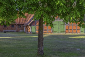 View through a chestnut tree to a part of a barn, Böhme, Heidekreis, Rethem Aller, Leine Aller Tal,