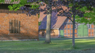 View through a chestnut tree onto a farm, Böhme, Heidekreis, Rethem Aller, Leine Aller Tal, Lower