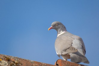 A wood pigeon (Columba palumbus) sitting on the roof ridge of a house, animal photo, bird, bird