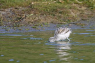 Avocet (Recurvirostra avosetta), chick foraging in the water, Texel, province of North Holland,