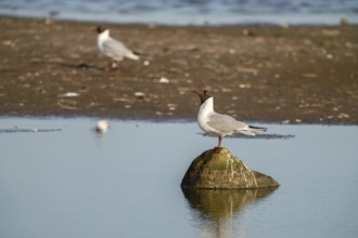 Black-headed gull (Larus ridibundus), sitting on a stone and calling, Texel, province of North