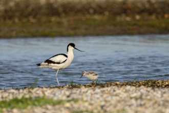 Avocet (Recurvirostra avosetta), with chicks, Texel, province of North Holland, Netherlands