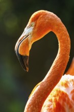American flamingo, Phoenicopterus ruber, group of birds