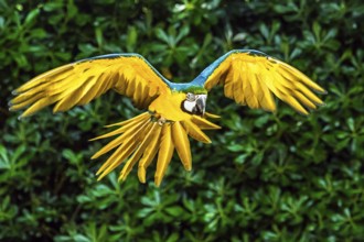 Blue-and-yellow macaw, Ara ararauna, bird in flight