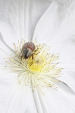 Cockchafer, field cockchafer (Melolontha melolontha), female on a clematis flower, Wilnsdorf, North
