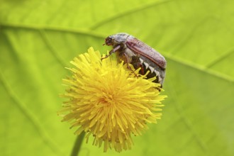 Cockchafer, field cockchafer (Melolontha melolontha), female on a dandelion (Taraxacum) flower,
