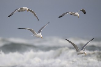 Herring gulls (Larus argentatus) in flight over the surf looking for starfish, Hvide Sande, North