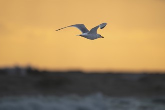 Herring gull (Larus argentatus) in flight over the surf looking for starfish, evening mood, Hvide