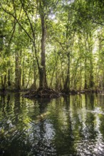 Lagoon, Klong Rud, Klong Nam Sai, Ao Nang, Krabi, Thailand