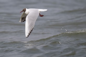Black-headed gull (Chroicocephalus ridibundus) in summer plumage, flying above the sea surface,