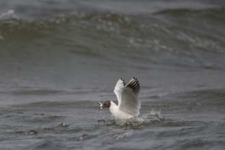 Black-headed gull (Chroicocephalus ridibundus) in summer plumage, swimming with a small fish in its