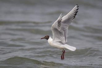Black-headed gull (Chroicocephalus ridibundus) in summer plumage, in flight above the sea surface