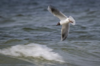 Black-headed gull (Chroicocephalus ridibundus) in summer plumage, in flight above the sea surface,