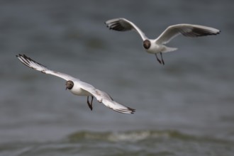Black-headed gulls (Chroicocephalus ridibundus) in summer plumage, flying above the sea surface,