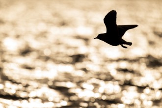 Black-headed gull (Chroicocephalus ridibundus) in flight over the sea surface, looking for small