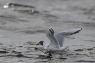 Black-headed gull (Chroicocephalus ridibundus) in summer plumage, swimming on the sea surface with