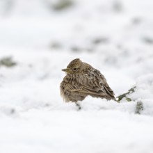 Skylark (Alauda arvensis) in winter, sitting, resting thickly ploughed up in the high snow on a