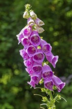 Common foxglove (Digitalis purpurea), Sieversen, Rosengarten, Lower Saxony, Germany