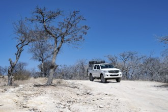 Off-road vehicle between dry bushes on a sandy track, Makgadikgadi salt pans, Botswana
