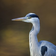 Portrait at the city pond...Grey heron (Ardea cinerea), detailed close-up, head portrait in front