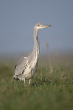 Grey heron (Ardea cinerea) striding through a high meadow on the hunt, especially low, impressively