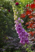 Common foxglove (Digitalis purpurea), bumblebee approaching, Sieversen, Rosengarten, Lower Saxony,