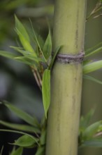 Bamboo (Phyllostachys), Veneto, Italy