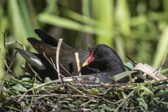 Green-footed moorhen (Gallinula chloropus) on the nest, Emsland, Lower Saxony, Germany