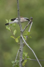 Red-backed shrike (Lanius collurio) with impaled mouse, Emsland, Lower Saxony, Germany