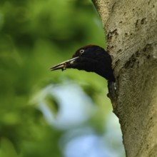 Black woodpecker (Dryocopus martius), adult male, looks out of his breeding cavity in an old beech