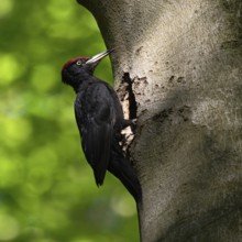 Black woodpecker (Dryocopus martius), adult male, sits in typical pose in front of his breeding den