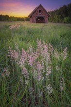 View of grasses and an open half-timbered barn standing on a pasture in the sunset, meadow, spring,