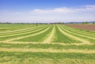 Freshly cut grass in swaths on a field for silage in a agricultural landscape a sunny summer day,