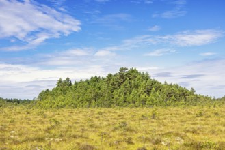 Pine forest on a hill on a bog in a remote wilderness a sunny summer day with a blue sky, Sweden